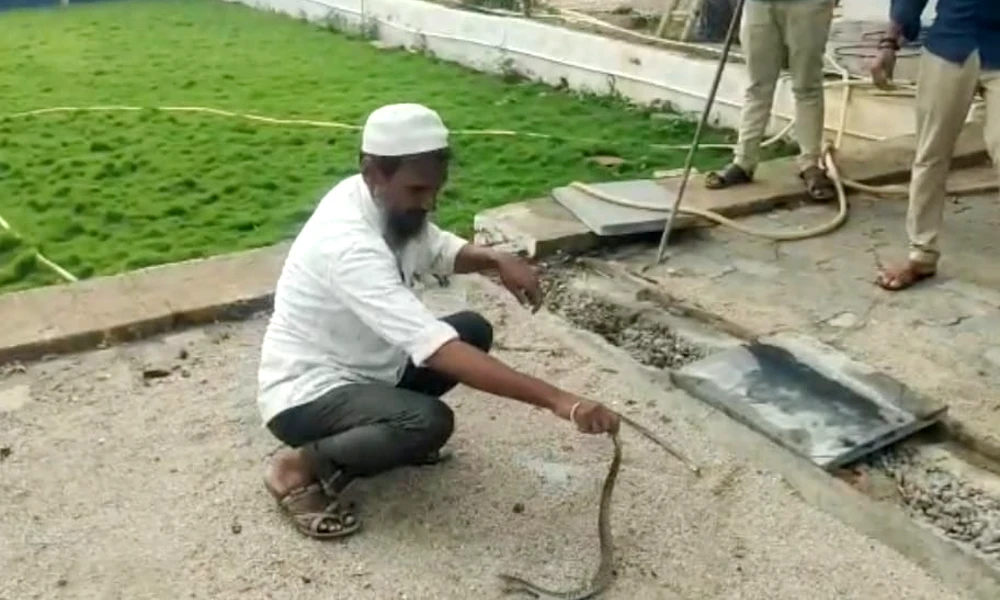 Catching a snake at kushtagi
