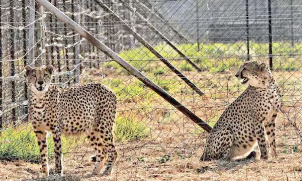 Supreme Court expresses concerns over Cheetah Deaths In Madhya Pradesh