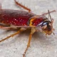 Cockroach Found in biryani At Hyderabad