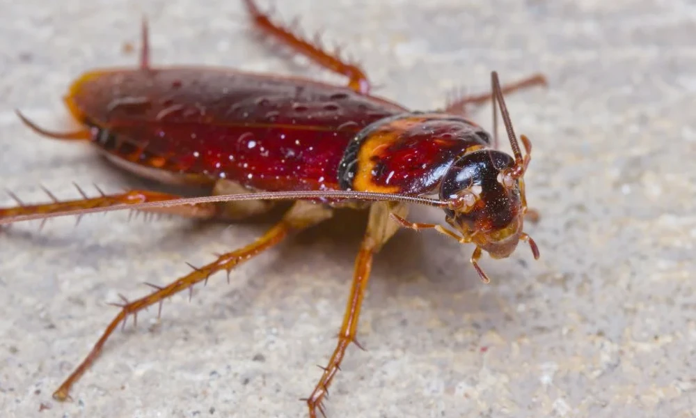 Cockroach Found in biryani At Hyderabad