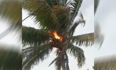 lightning strike to coconut tree