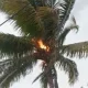 lightning strike to coconut tree