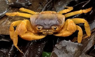 Crab species in uttara kannada yellapura