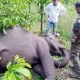 Miscreants kills wild elephant at Kodagu