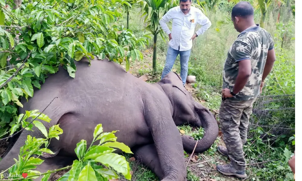 Miscreants kills wild elephant at Kodagu