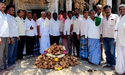 Harpanahalli Victory for MP Lata 371 coconuts broken