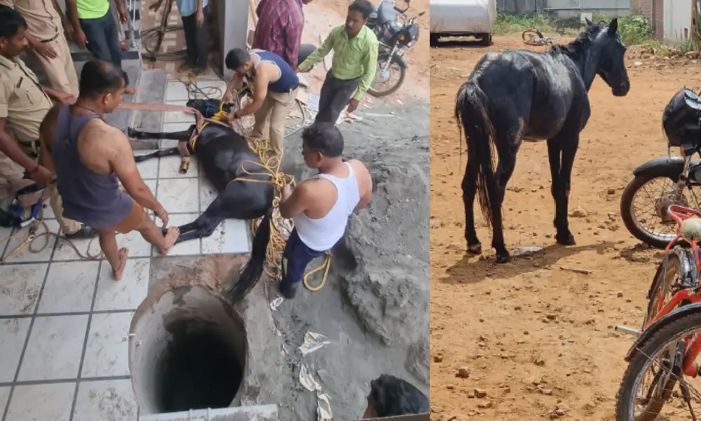 horse which fell into well -rescued at Belagavi
