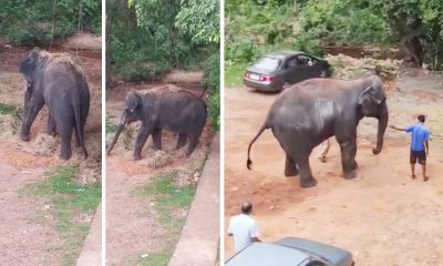 Kukke Subramanya elephant