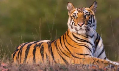 Special Video Of Tiger And elephants viral in Social Media