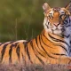 Special Video Of Tiger And elephants viral in Social Media