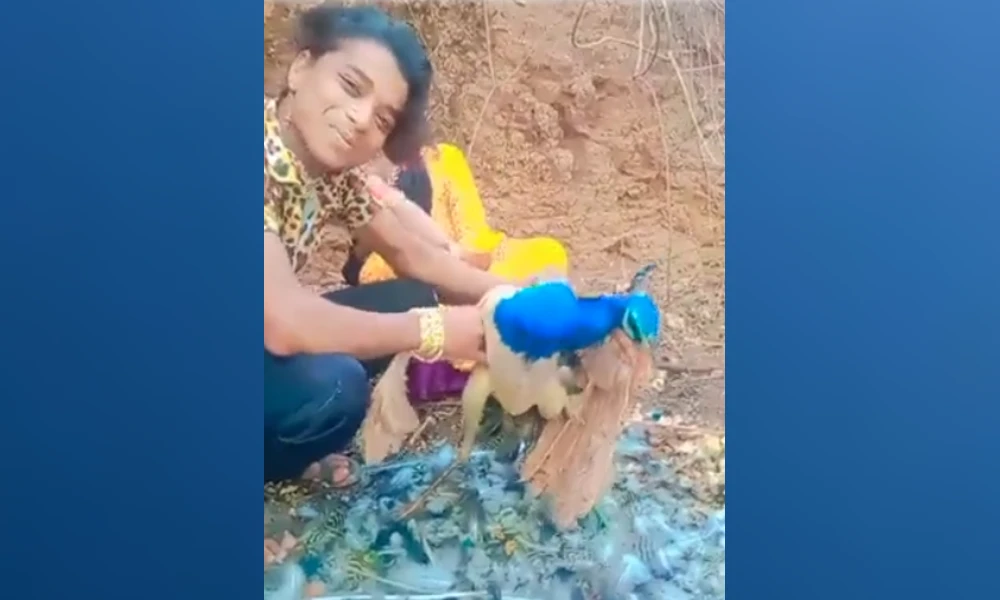 Video Shows Man Picking Feathers Off Peacock For Fun In Madhya Pradesh, Creates Uproar