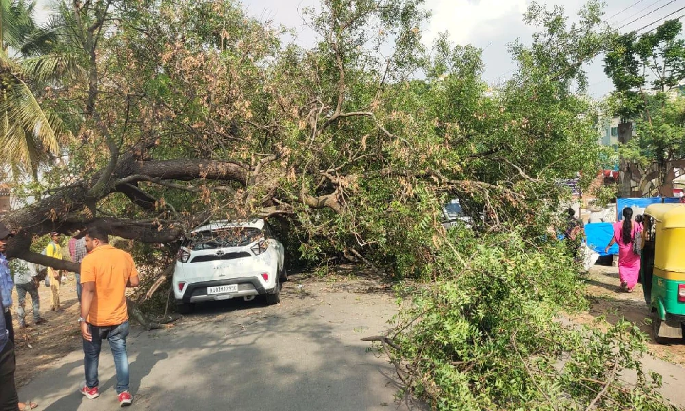 tree fall bengaluru