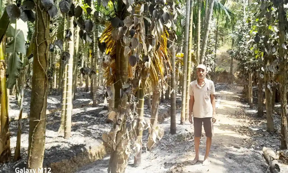 arecanut plantation gutted in the fire in sirsi