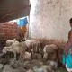 dog attack sheep