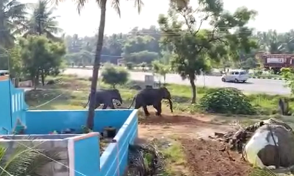 Elephant attack