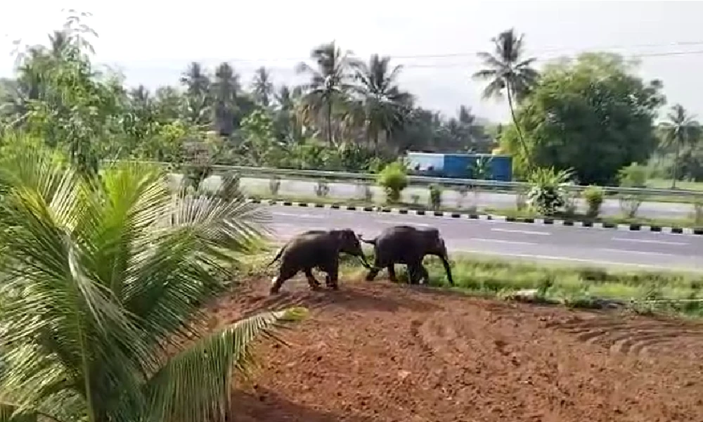 Elephant attack