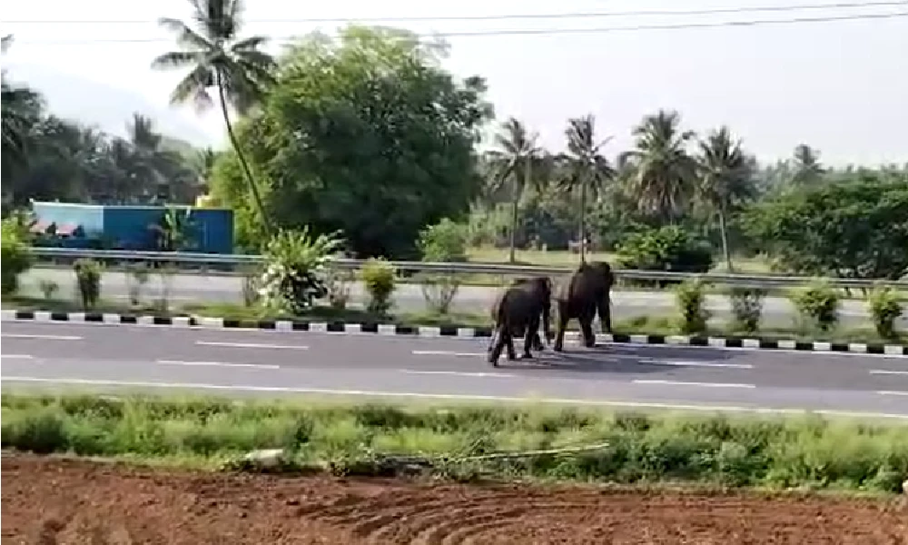 elephant attack 13