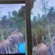 elephant attack 3