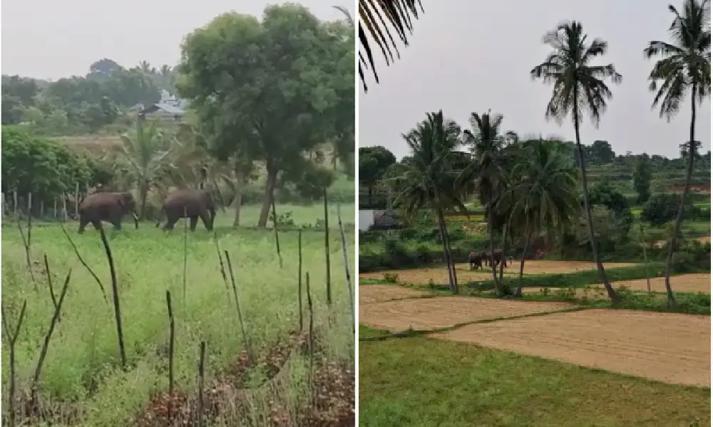 elephant-attack near Mallanuru: two died on spot, four injured