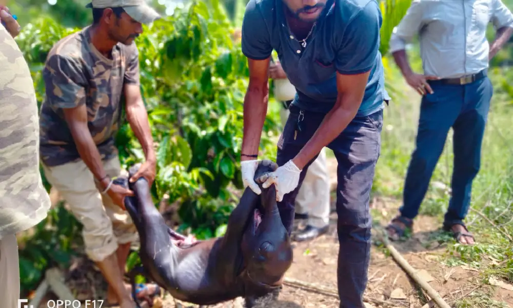 calf found in stomack of dead elephant