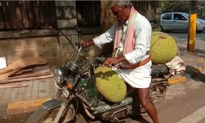 Farmer brings big sized jack fruit to siddaramaiahs house