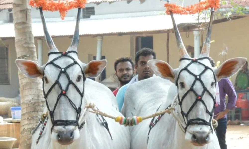 go sampattu column by shylesh holla about Hallikar Native Cattle Breed Of karnataka