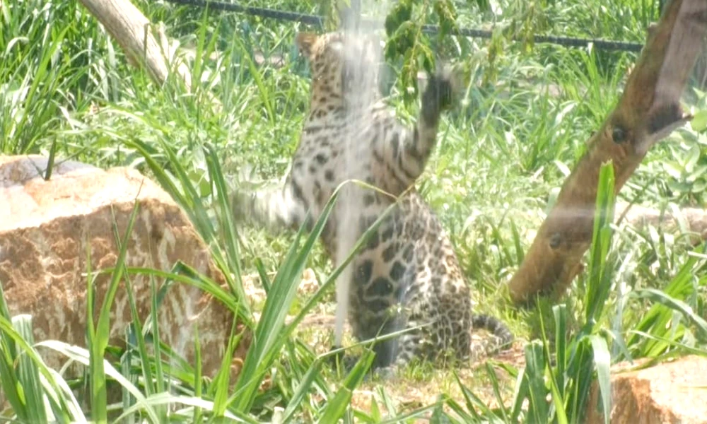 leopard is playing with the fountain water at Atal Bihari Vajpayee Zoological Park