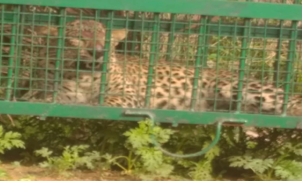 Leopard trapped