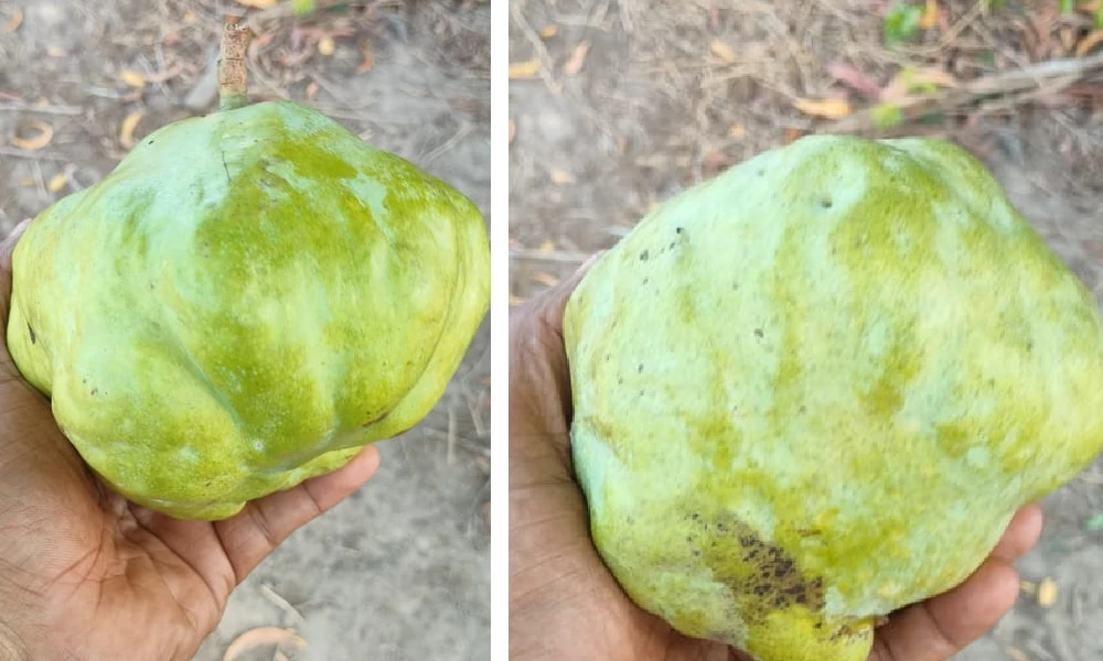 mangoes take the form of chayote in udupi