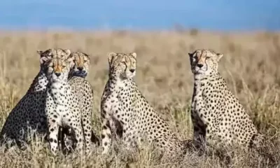 cheetah at Madhya Pradesh's Kuno National Park