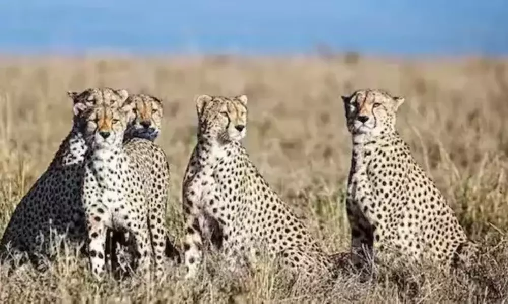 cheetah at Madhya Pradeshs Kuno National Park