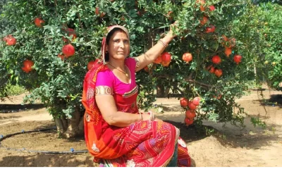 raja-marga-column-santhoshi-devi grown pommegranate in Barren land!