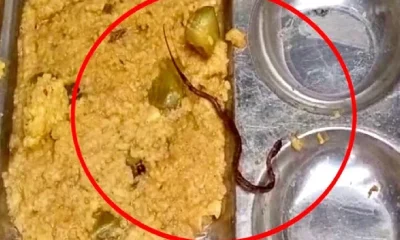 Snake Found In Mid Day Meal