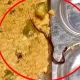 Snake Found In Mid Day Meal