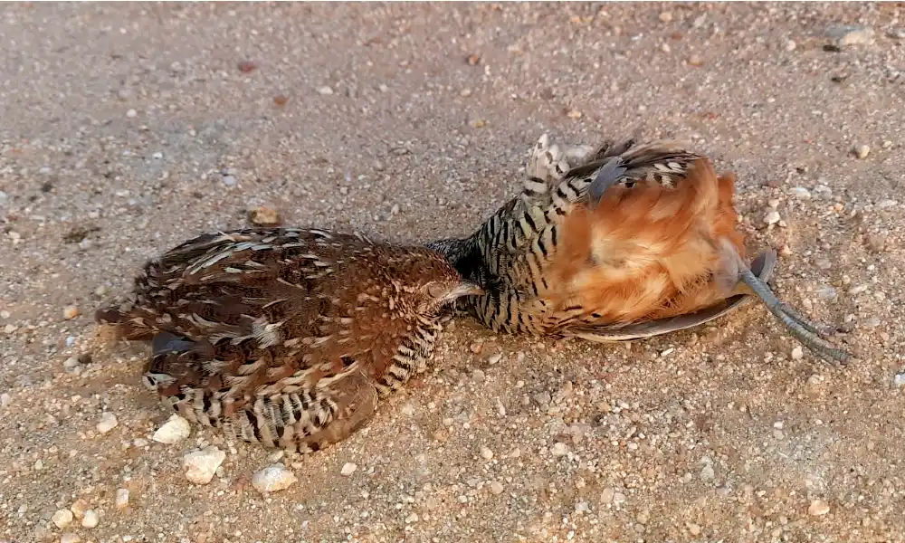 A Button quails bird cries in front of its mates corpse