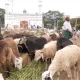 Eid al Adha at chamrajpet