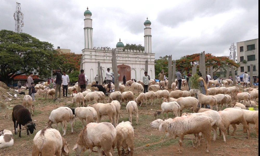 Sale of goat sheep at Chamarajpet grounds 