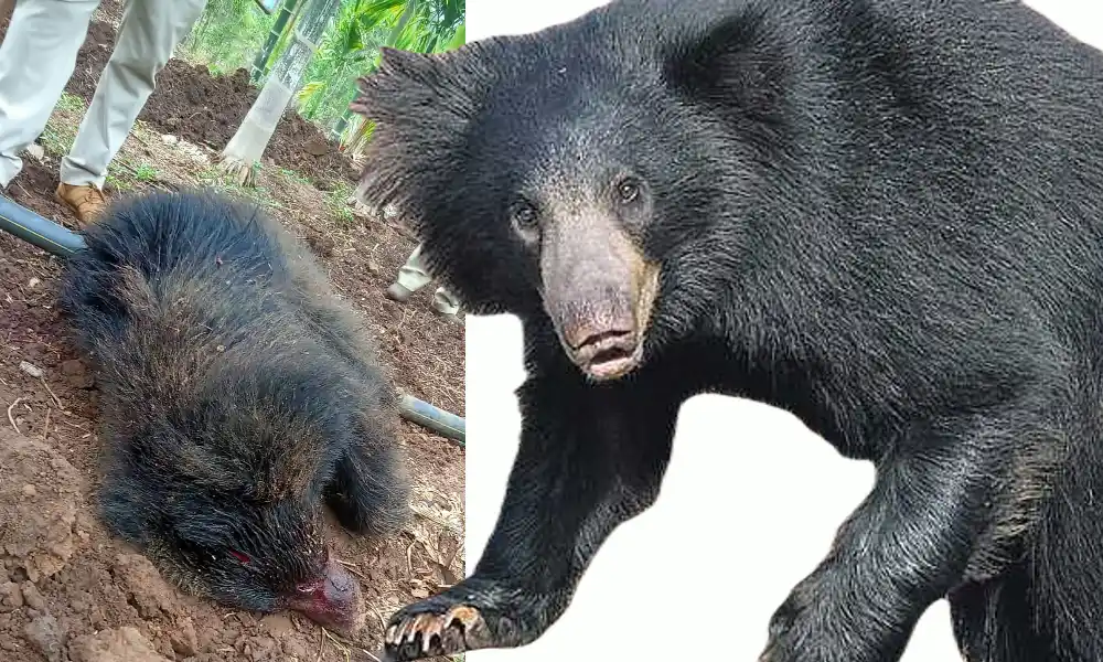 Bear killed after fatally attacking two persons in shiggavi