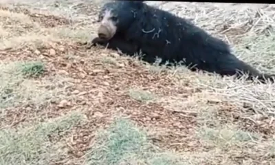 Bear death in road accident at kampli
