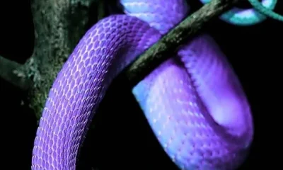 Beautiful Snakes images