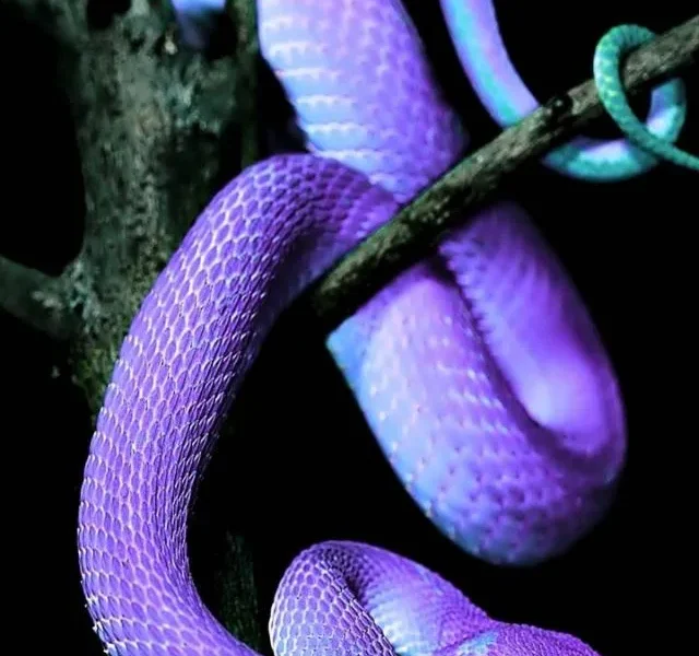 Beautiful Snakes images