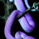 Beautiful Snakes images