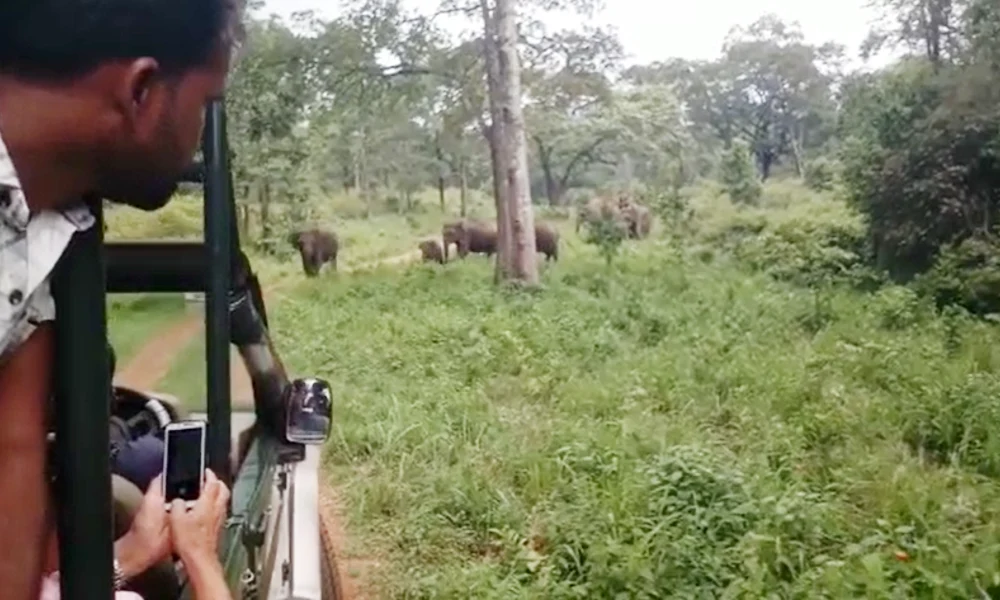 Biligiri Rangana Hills elephant safari