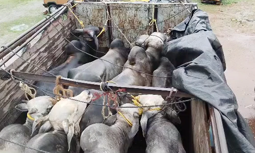 bulls in truck