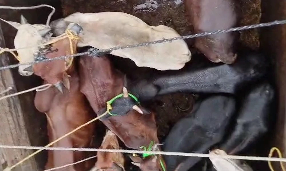 21 bulls rescued at honnavar in uttara kannada 