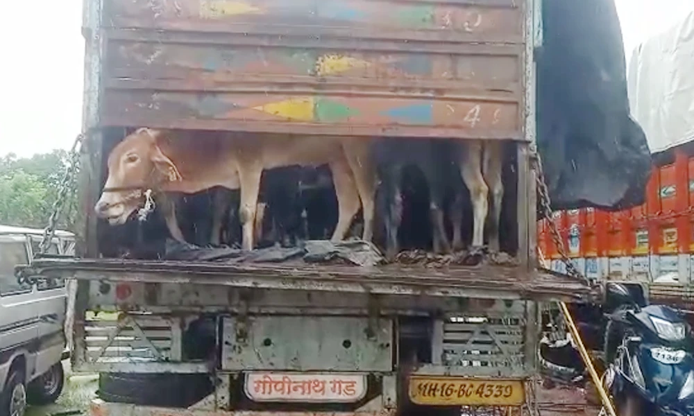 bulls in truck at honnavar 