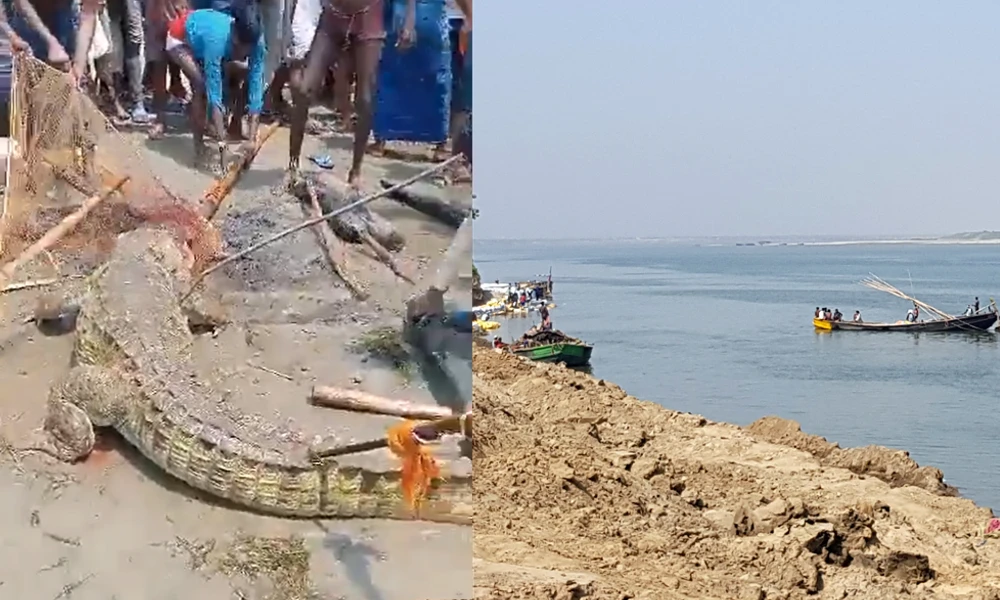 Crocodile beaten to killed by people in after it is killed a boy in Bihar