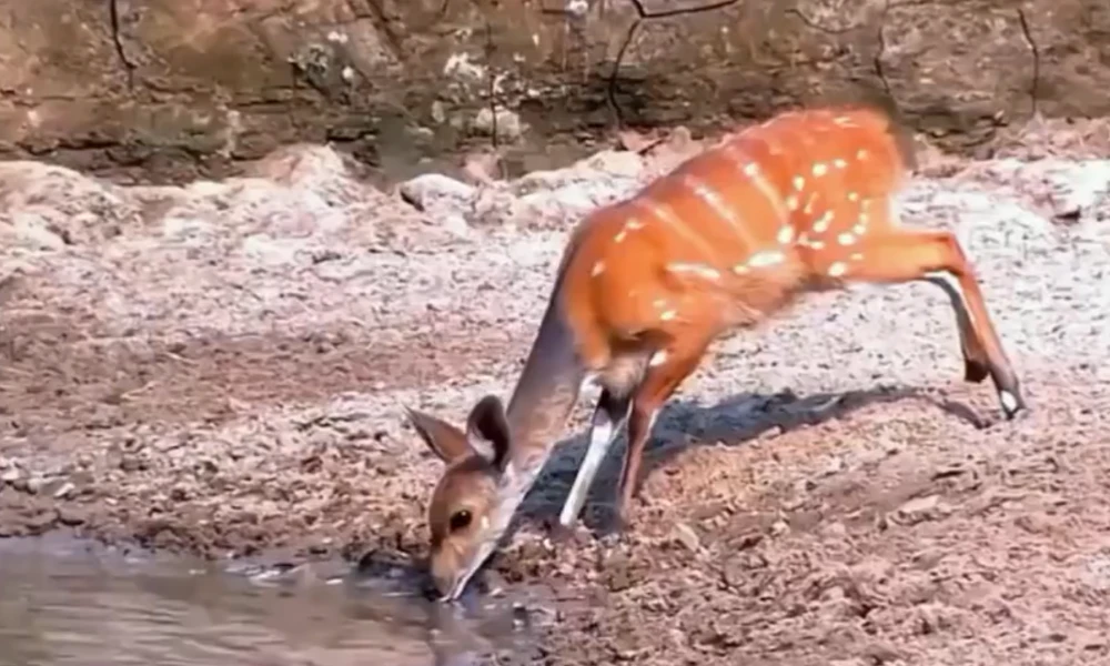 Deer Drinking Water