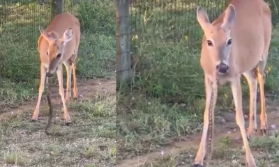 Deer Eating Snake