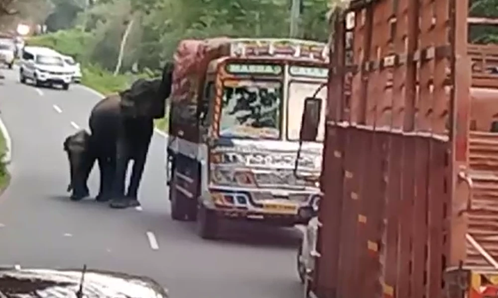 Elephant Attack in chamarajnagar national highway